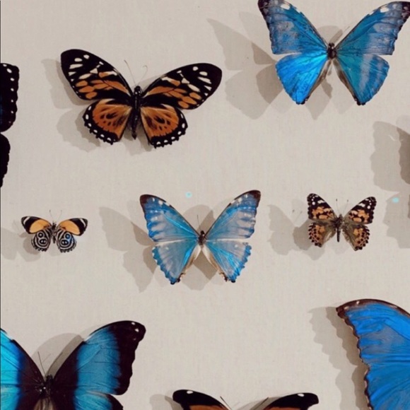 Meet your Posher, Hadley - Picture 1 of 1